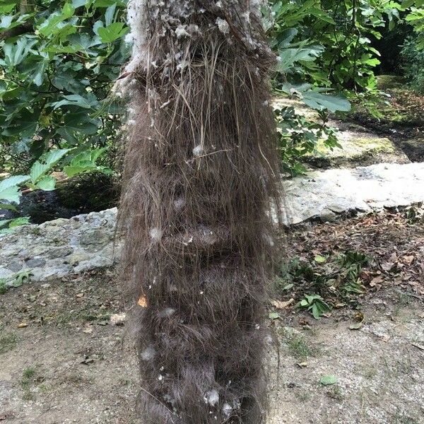 Chamaerops humilis Bark