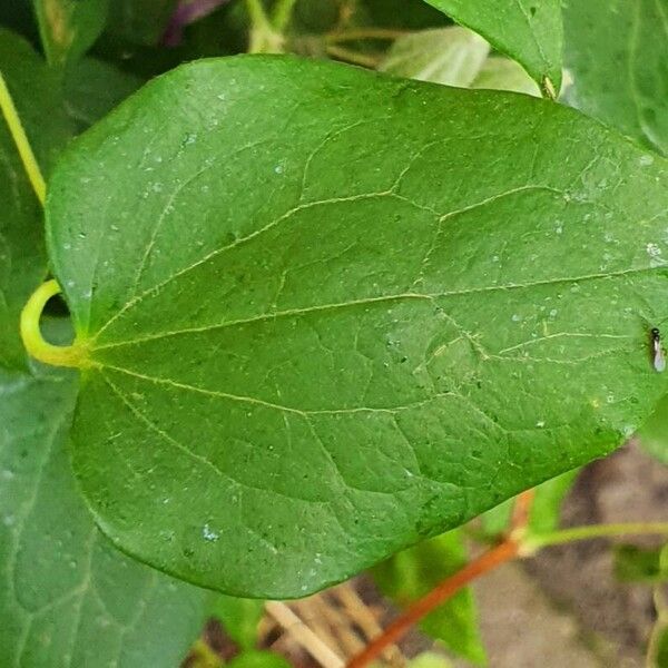 Clematis viticella Leaf