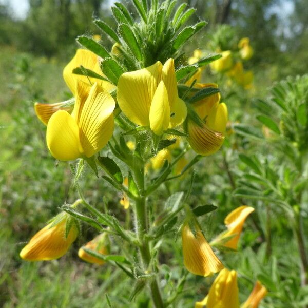 Ononis natrix Flower