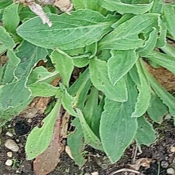 Silene noctiflora List