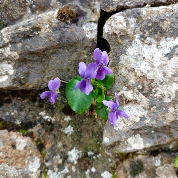 Viola odorata 叶