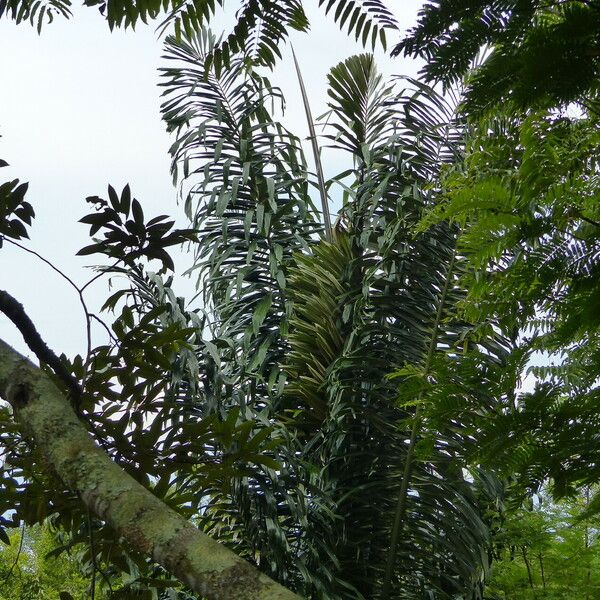 Arenga pinnata পাতা