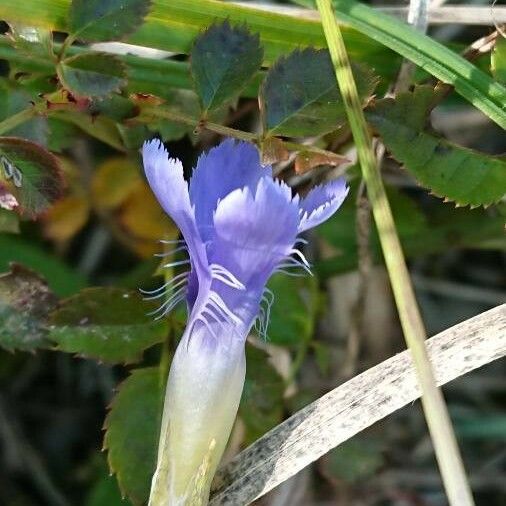 Gentianopsis ciliata Floro