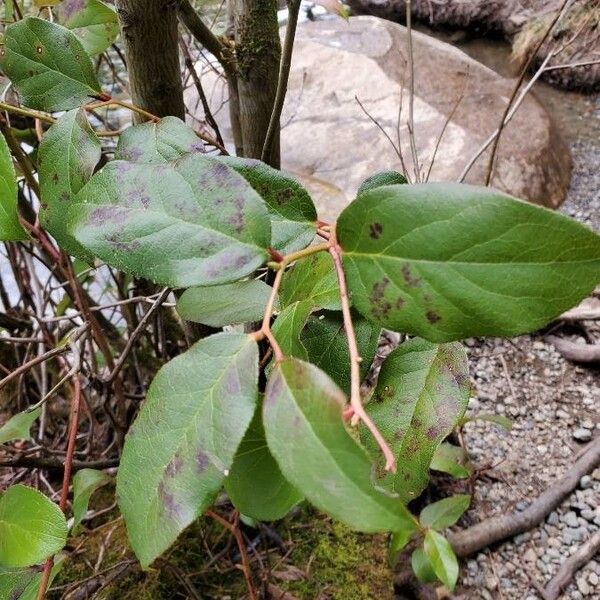 Gaultheria shallon Feuille