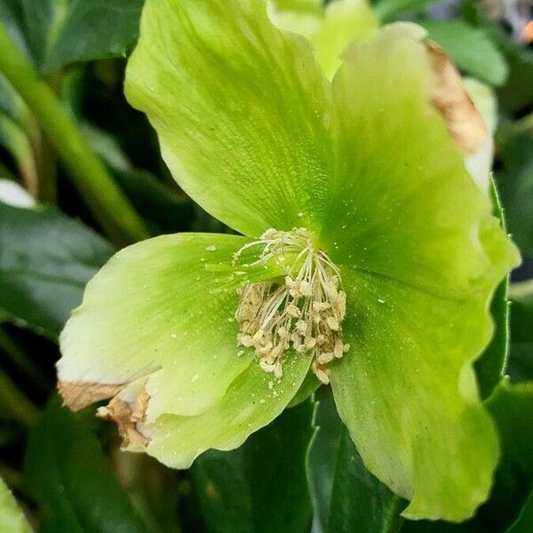 Helleborus viridis Цветок