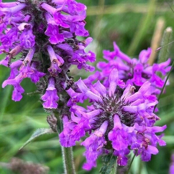 Stachys officinalis Flower