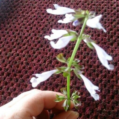 Salvia lyrata Flower