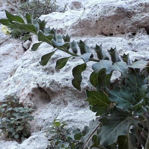 Hyoscyamus albus (White henbane)