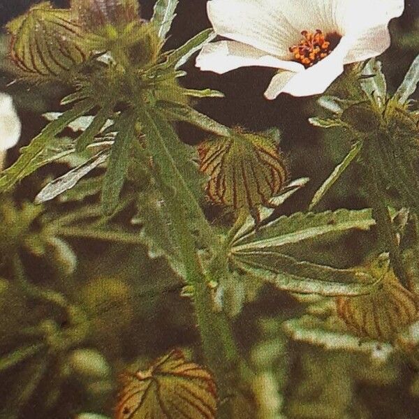 Hibiscus trionum Flor