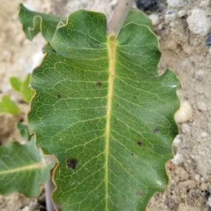 Asclepias amplexicaulis Leaf