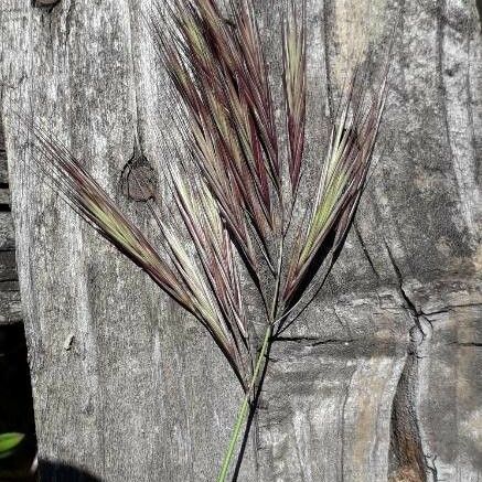 Bromus rubens Flower