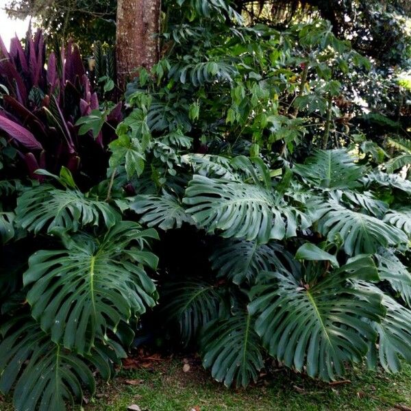 Monstera deliciosa Blad