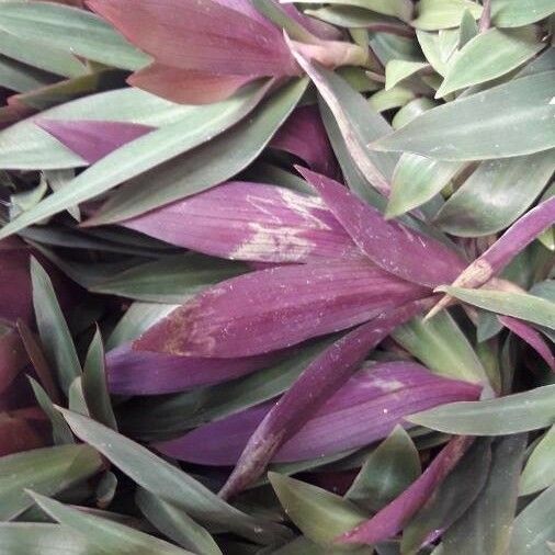 Tradescantia spathacea ഇല