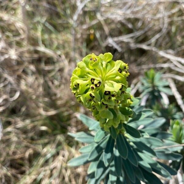 Euphorbia nicaeensis फूल