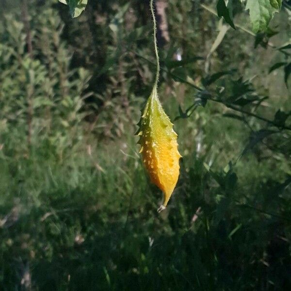 Momordica charantia Fiore