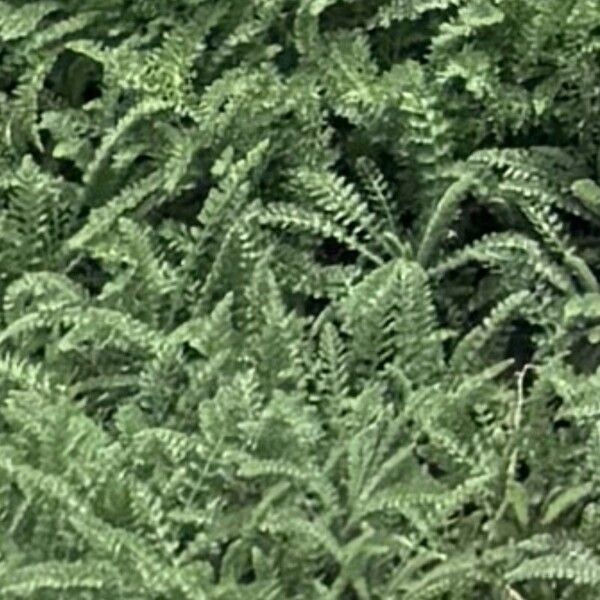 Achillea crithmifolia Leaf