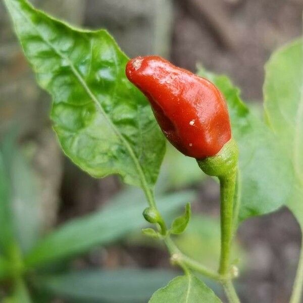 Capsicum baccatum ഫലം