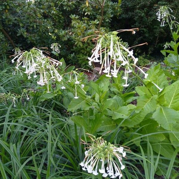 Nicotiana sylvestris 花