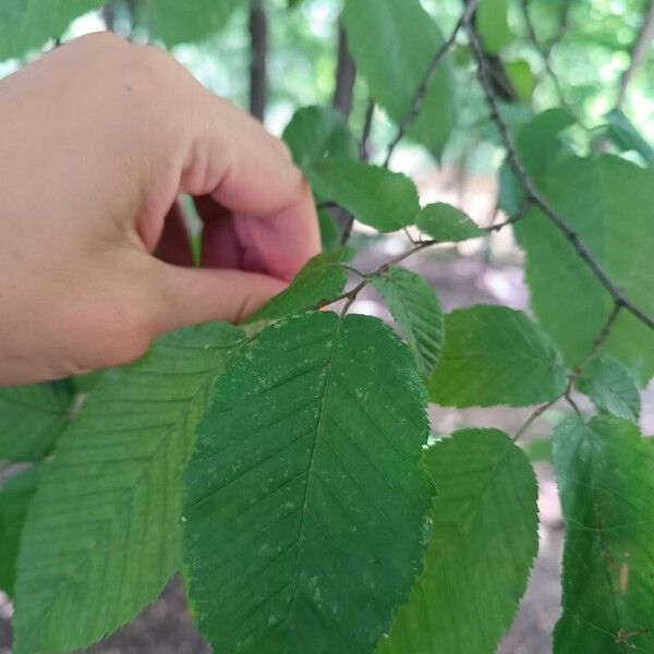 Carpinus caroliniana 葉