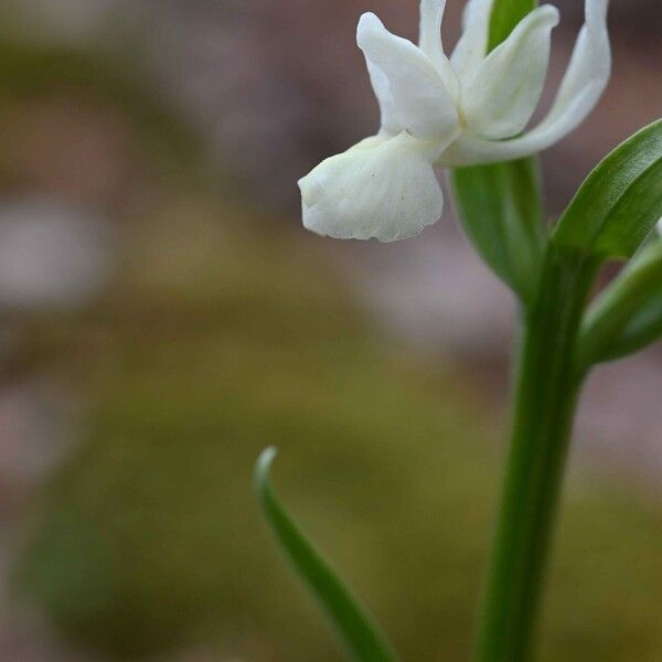 Dactylorhiza romana Flower