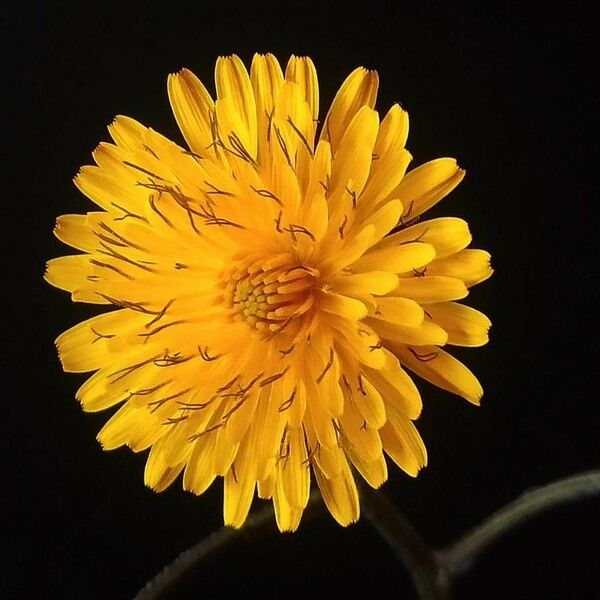 Crepis vesicaria Flor