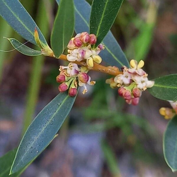 Phillyrea angustifolia Flower