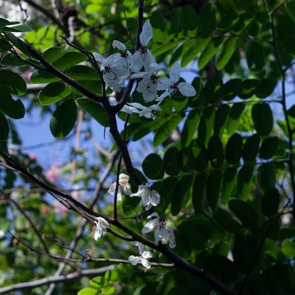 Cassia javanica Fleur