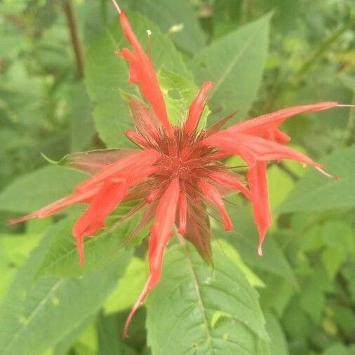 Monarda didyma Λουλούδι