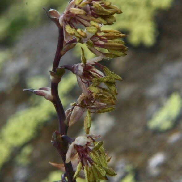 Thalictrum alpinum 花