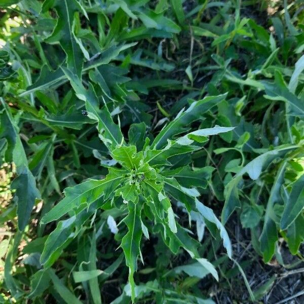 Cirsium altissimum برگ