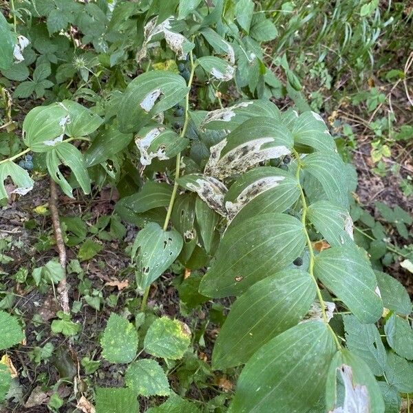 Streptopus amplexifolius Leaf