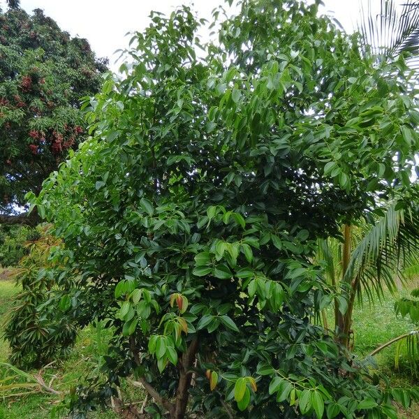 Cinnamomum verum Habitat