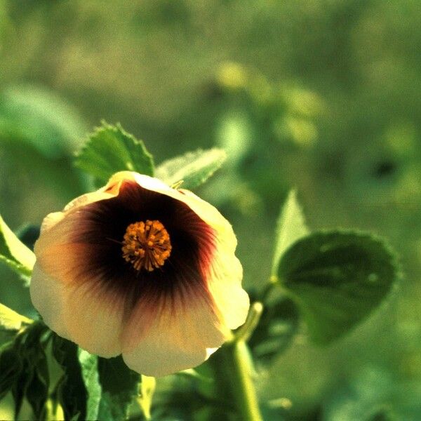 Abutilon hirtum Flower