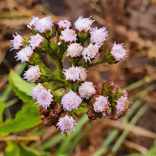 Ageratum conyzoides Blodyn