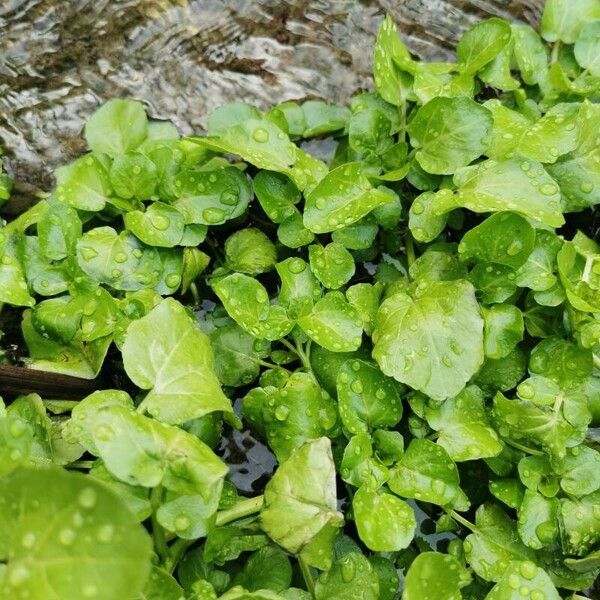 Nasturtium officinale Folha