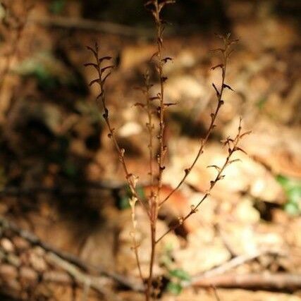 Epifagus virginiana Fruit