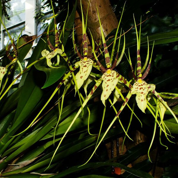 Brassia caudata Bloem