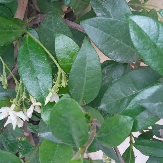 Trachelospermum jasminoides Feuille