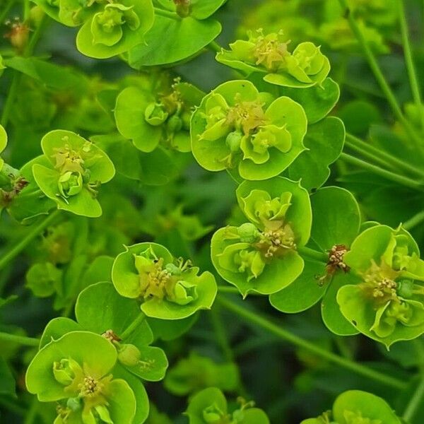 Euphorbia virgata Flower