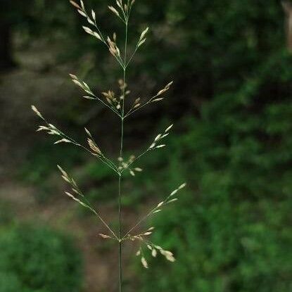 Poa nemoralis Flower