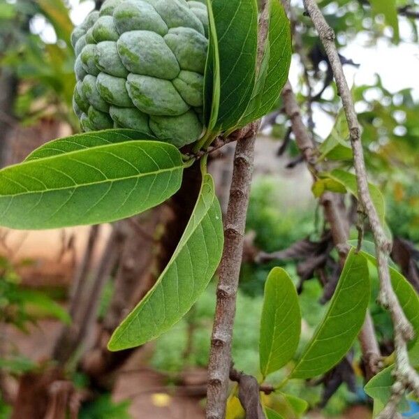 Annona squamosa Bark