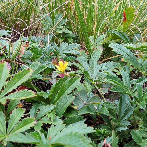 Potentilla thuringiaca Blad