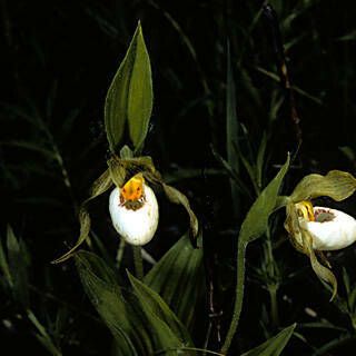 Cypripedium candidum Λουλούδι