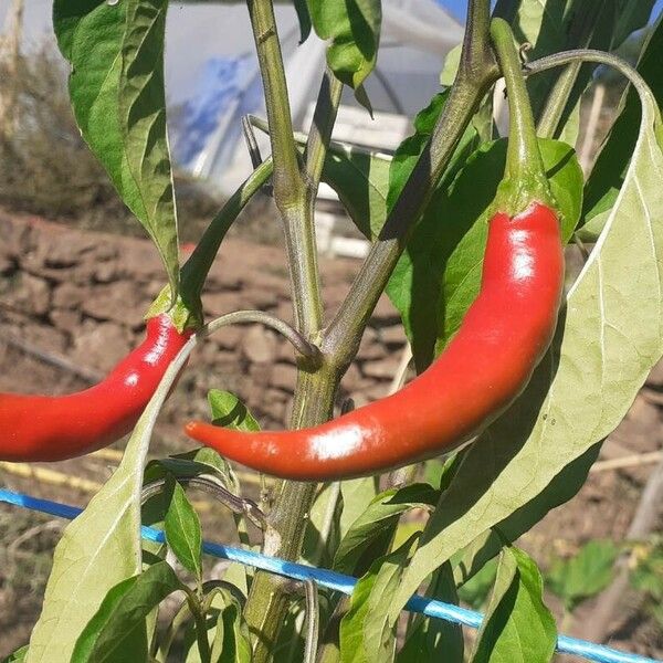 Capsicum baccatum Froito