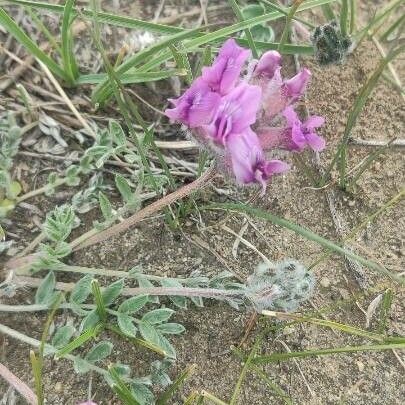 Oxytropis lambertii 花