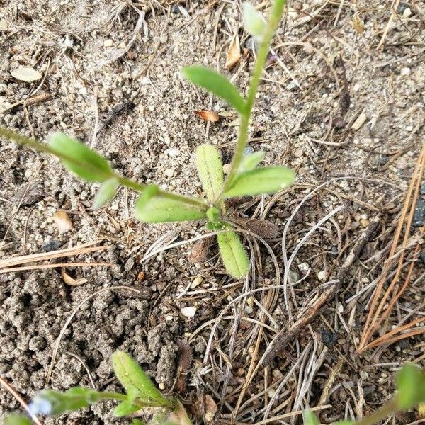 Myosotis stricta Leaf