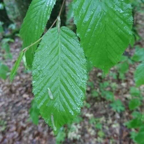 Carpinus betulus Blatt