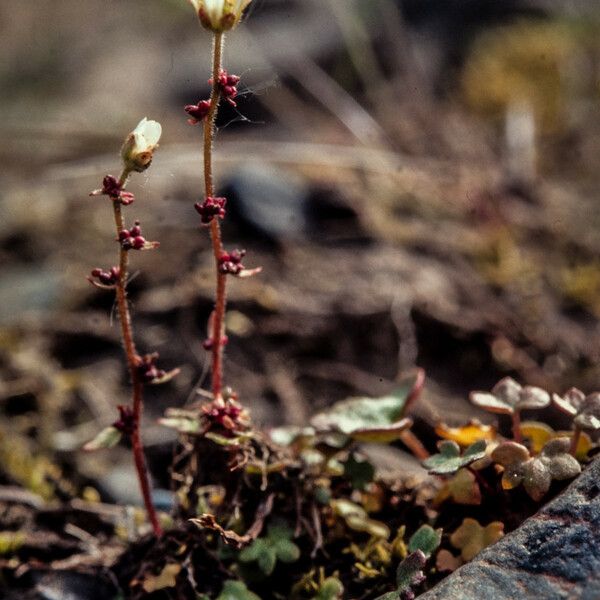 Saxifraga cernua Bloem