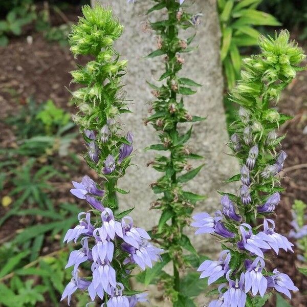 Lobelia siphilitica Květ