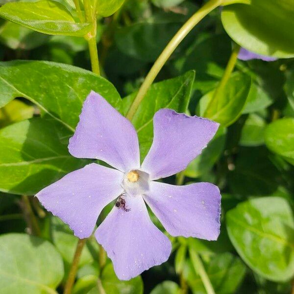 Vinca major Цвят